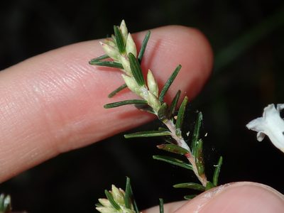 Epacris obtusifolia, photographed by Thomas Mesaglio