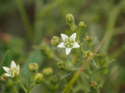 Thesium linophyllon, photographed by Alexis Tinker-Tsavalas