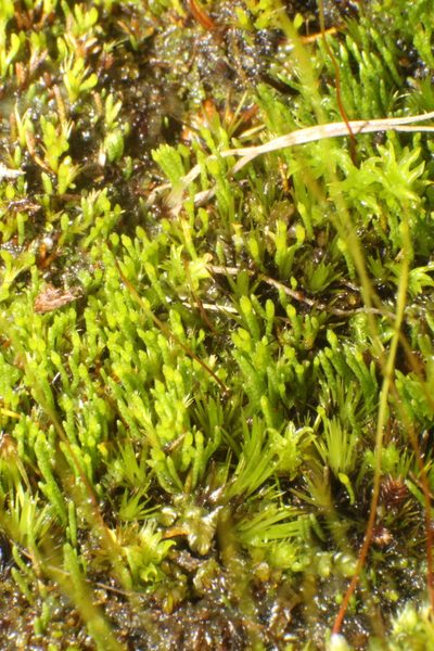 Eccremidium pulchellum, photographed by Em Lamond