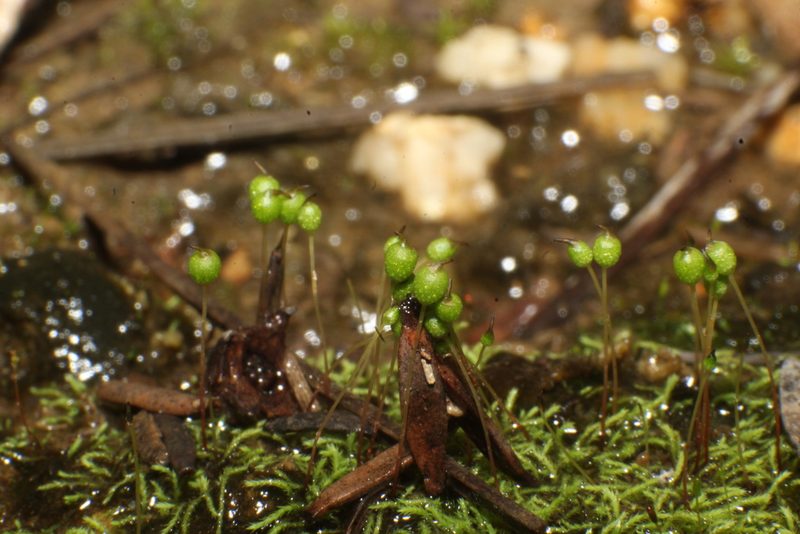 Philonotis australiensis, photographed by Em Lamond