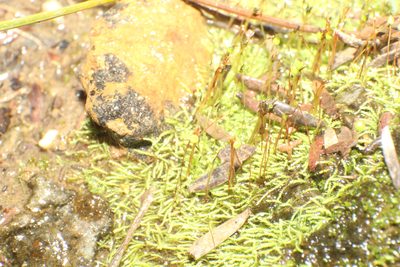 Philonotis australiensis, photographed by Em Lamond