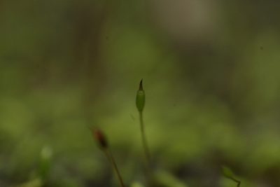Philonotis australiensis, photographed by Em Lamond
