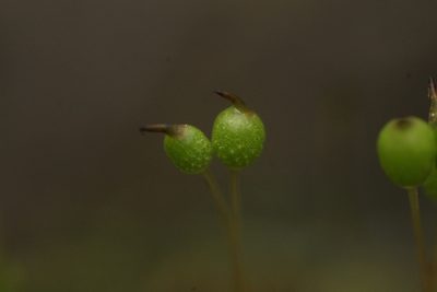 Philonotis australiensis, photographed by Em Lamond