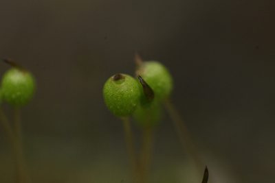 Philonotis australiensis, photographed by Em Lamond