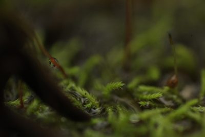 Philonotis australiensis, photographed by Em Lamond