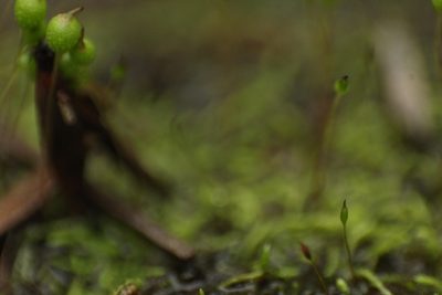 Philonotis australiensis, photographed by Em Lamond
