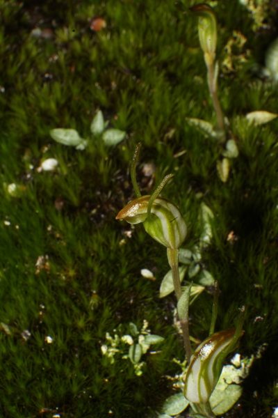 Pterostylis parva, photographed by Em Lamond