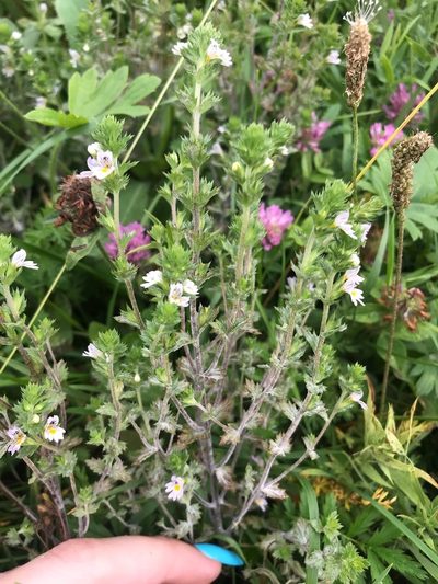 Euphrasia hirtella, photographed by Дмитрий