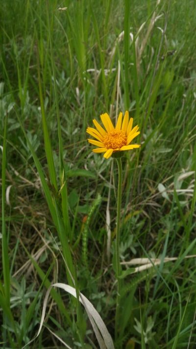 Arnica fulgens, photographed by Doug Macaulay