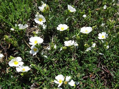 Cistus umbellatus, photographed by Thomas Koffel