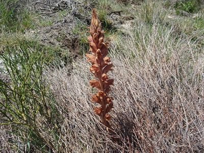Orobanche rapum-genistae, photographed by Thomas Koffel