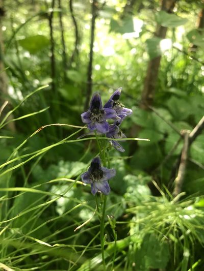 Delphinium crassifolium, photographed by Дмитрий