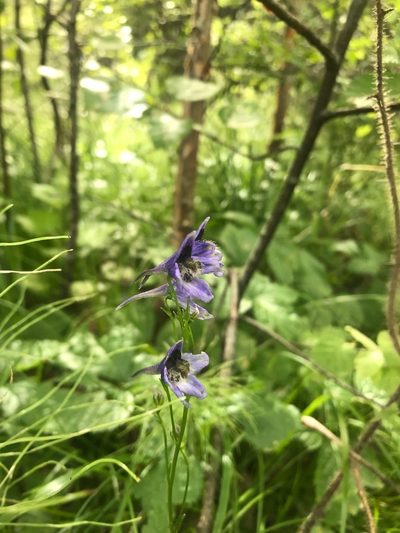 Delphinium crassifolium, photographed by Дмитрий