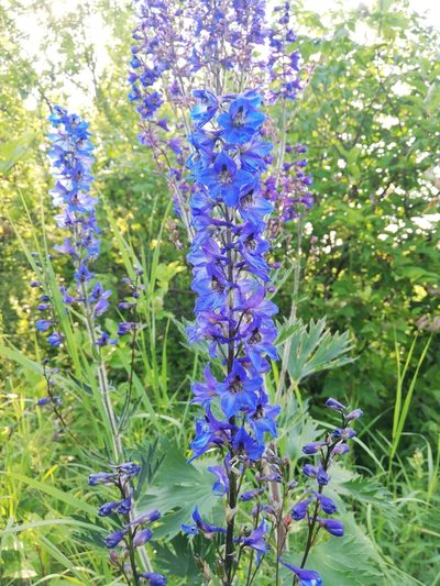 Delphinium retropilosum, photographed by Елена Радостева