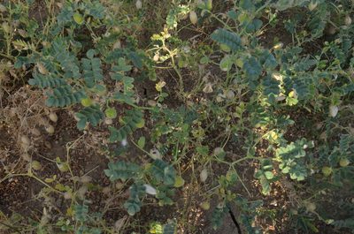 Cicer arietinum, photographed by Nico Hernandez