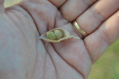 Cicer arietinum, photographed by Nico Hernandez