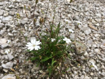 Heliosperma alpestre, photographed by preinzi