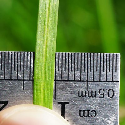 Carex lepidocarpa, photographed by Patrick Hacker