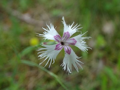 Dianthus arenarius, photographed by Grzegorz Grzejszczak