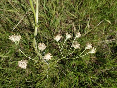 Hymenopappus tenuifolius, photographed by Jeff D Hansen