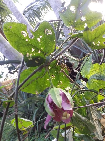 Passiflora rosacea, photographed by Ramon and Suzanne Vargas