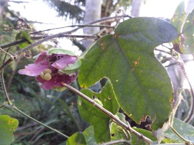 Passiflora rosacea, photographed by Ramon and Suzanne Vargas