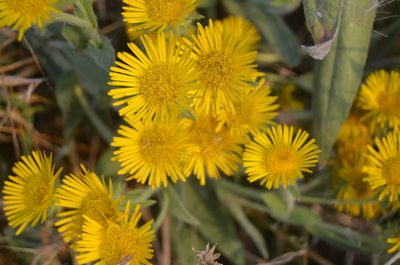 Pentanema helenioides, photographed by Nico Hernandez