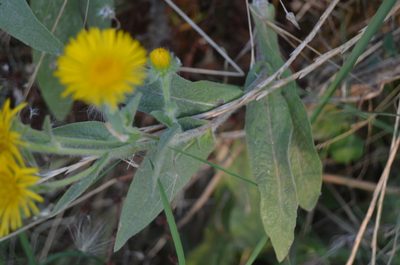 Pentanema helenioides, photographed by Nico Hernandez