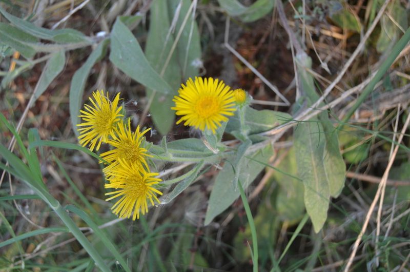 Pentanema helenioides, photographed by Nico Hernandez