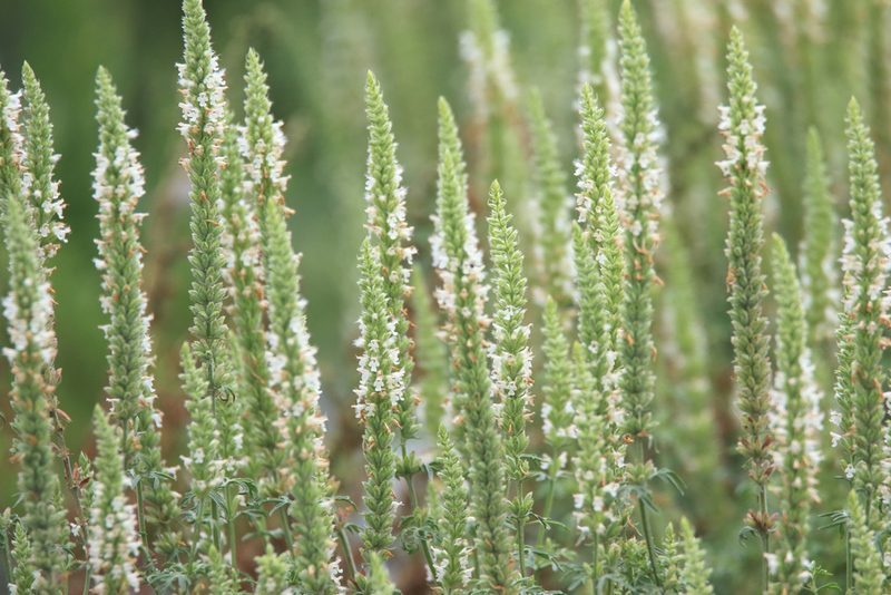 Nepeta annua, photographed by Нурхайдарова Татьяна