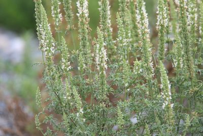 Nepeta annua, photographed by Нурхайдарова Татьяна