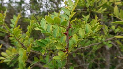 Zanthoxylum davyi, photographed by Di Turner