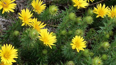 Cullumia carlinoides, photographed by Di Turner