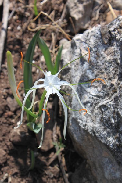 Hymenocallis vasconcelosii, photographed by Eugenio Padilla