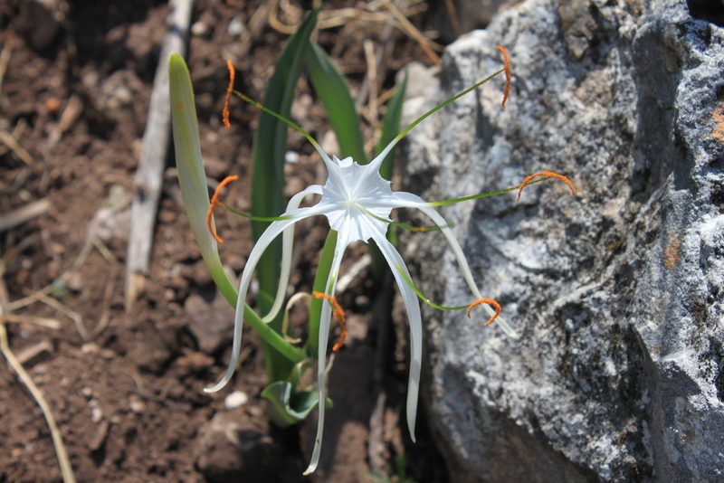 Hymenocallis vasconcelosii, photographed by Eugenio Padilla