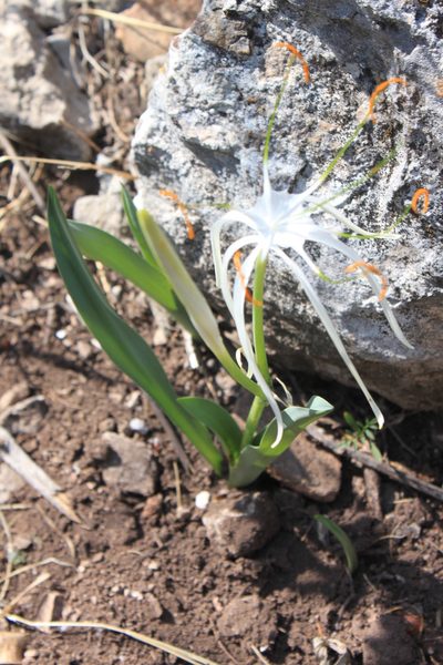 Hymenocallis vasconcelosii, photographed by Eugenio Padilla