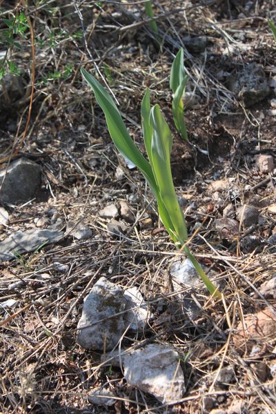 Hymenocallis vasconcelosii, photographed by Eugenio Padilla
