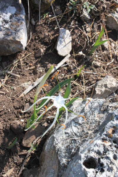 Hymenocallis vasconcelosii, photographed by Eugenio Padilla