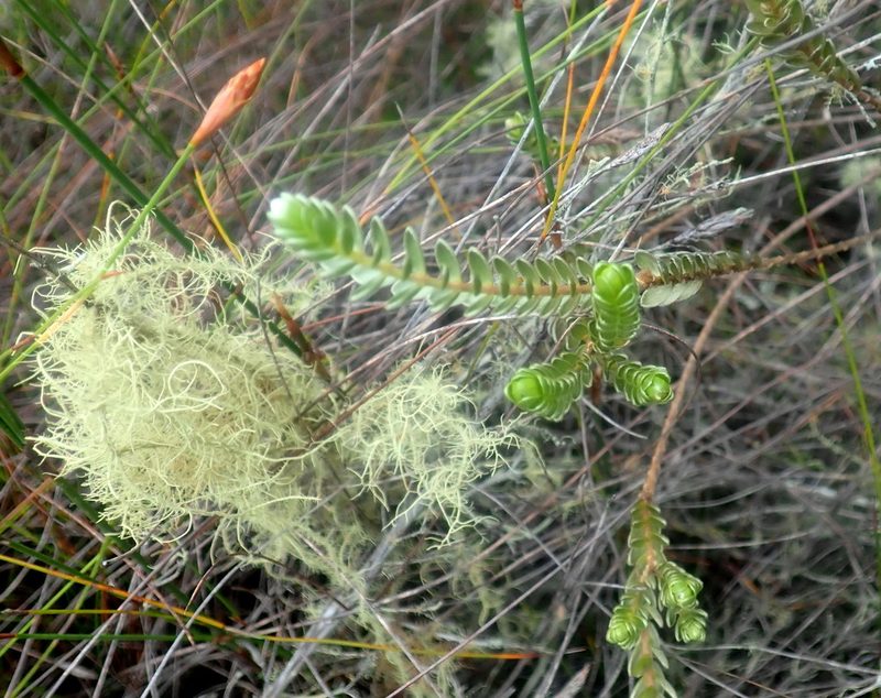 Gnidia chrysophylla, photographed by Di Turner
