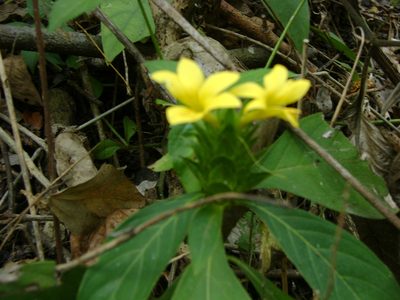 Barleria oenotheroides, photographed by Tereso Hernández Morales