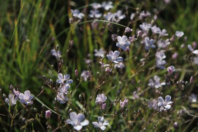 Gypsophila patrinii, photographed by Нурхайдарова Татьяна