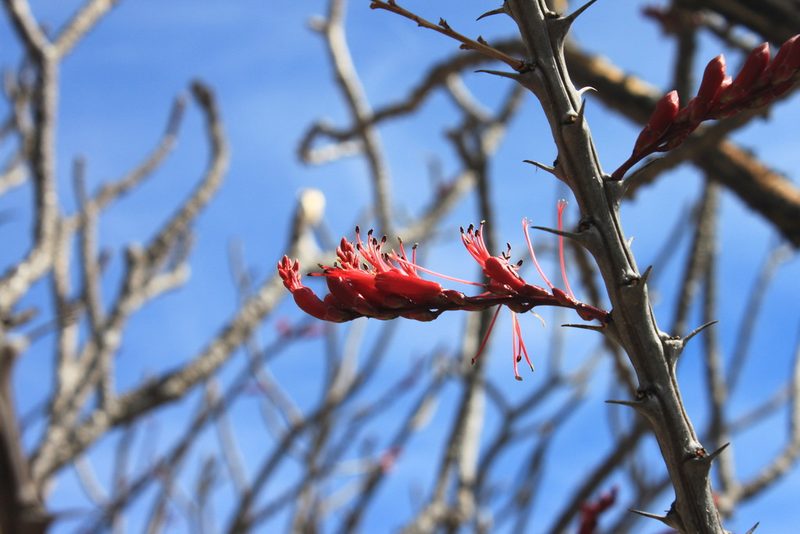 Fouquieria ochoterenae, photographed by Eugenio Padilla