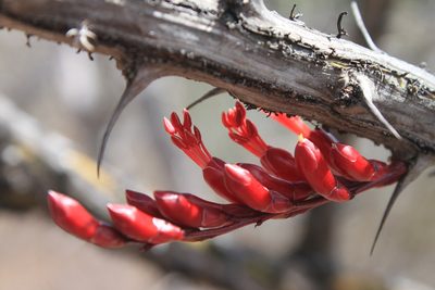Fouquieria ochoterenae, photographed by Eugenio Padilla