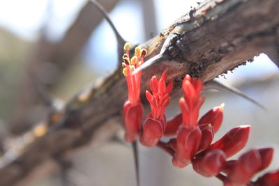 Fouquieria ochoterenae, photographed by Eugenio Padilla