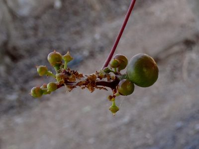 Ampelopsis denudata, photographed by Francisco Farriols Sarabia