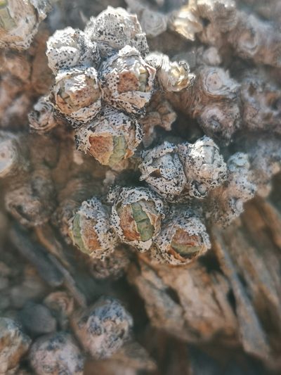 Conophytum quaesitum, photographed by leandra-k_89