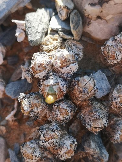 Conophytum quaesitum, photographed by leandra-k_89