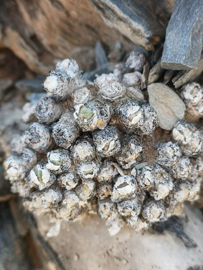 Conophytum quaesitum, photographed by leandra-k_89