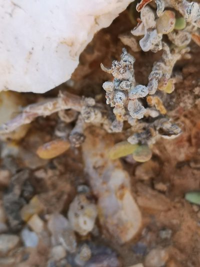 Portulacaria pygmaea, photographed by leandra-k_89