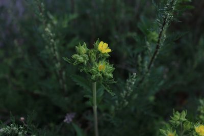 Potentilla longifolia, photographed by Нурхайдарова Татьяна